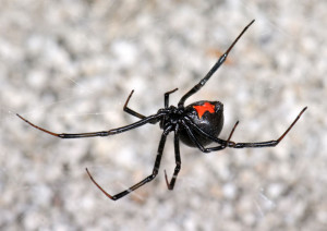 Black widow (Latrodectus hesperus)