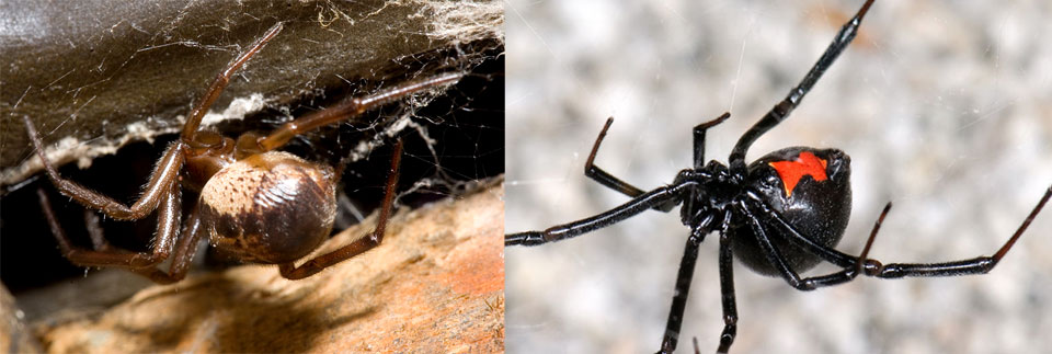 False widow and black widow spider comparison