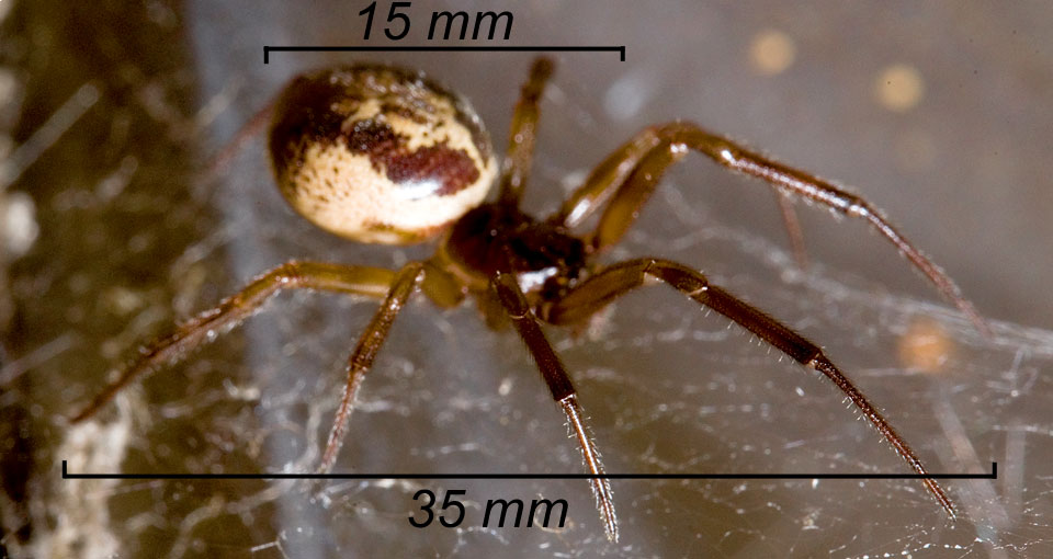 Black Widow Spider Identification Chart
