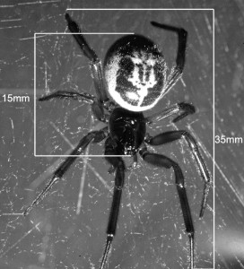 How big is a false widow spider