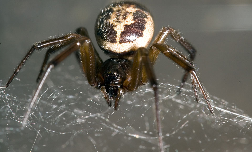 False Widow Spider (Steatoda nobilis)
