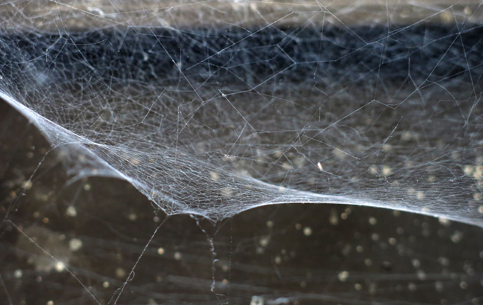 False widow spider web