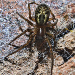 Lace weaver spider - Amaurobius-similis