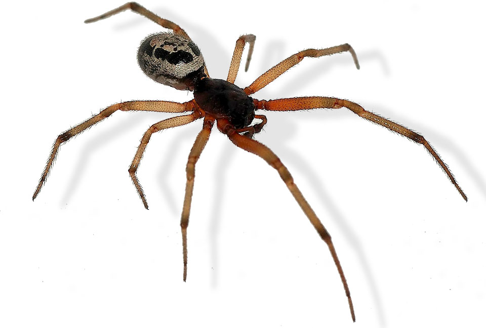 False widow spider - S. nobilis