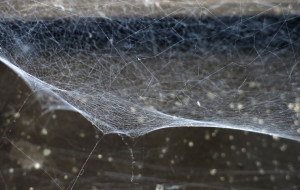 False widow spider web