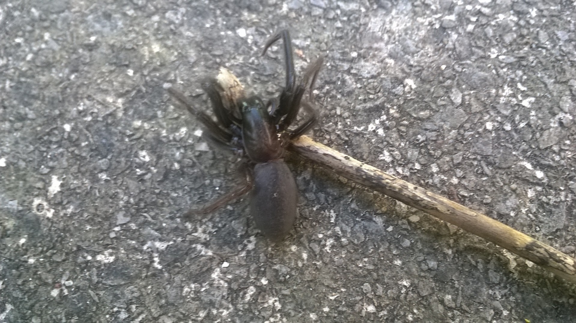 Tube web spider in Bristol | The False Widow Spider Tube web spider in Bristol | The False Widow Spider