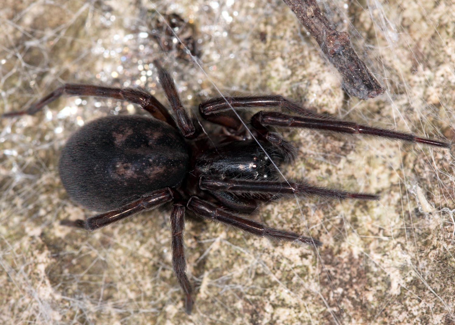 British Spiders That Bite The False Widow Spider british-spiders-that-bite-the-false-widow-spider