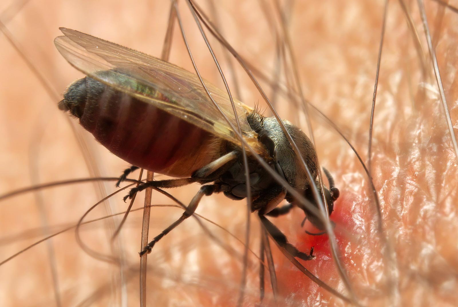 Biting Flies in the UK – The False Widow Spider