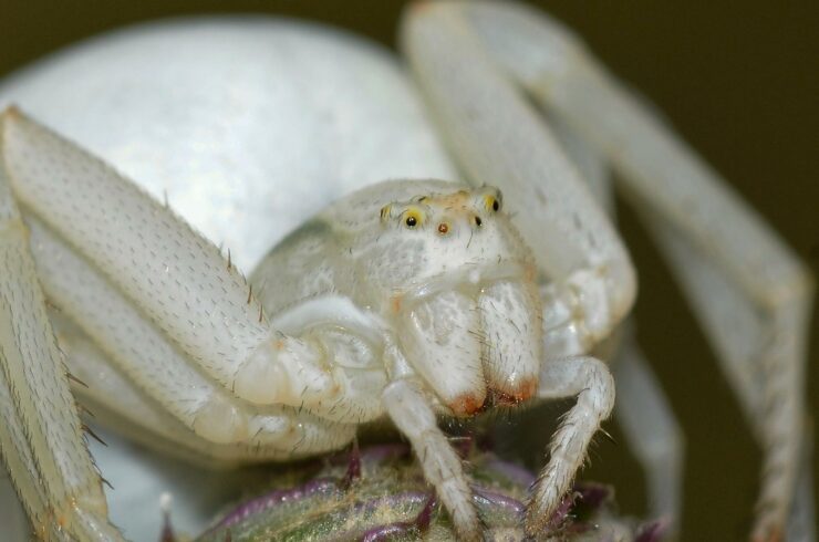 Cryptic Color Change In A Crab Spider ( Misumena Vatia – MUFQ