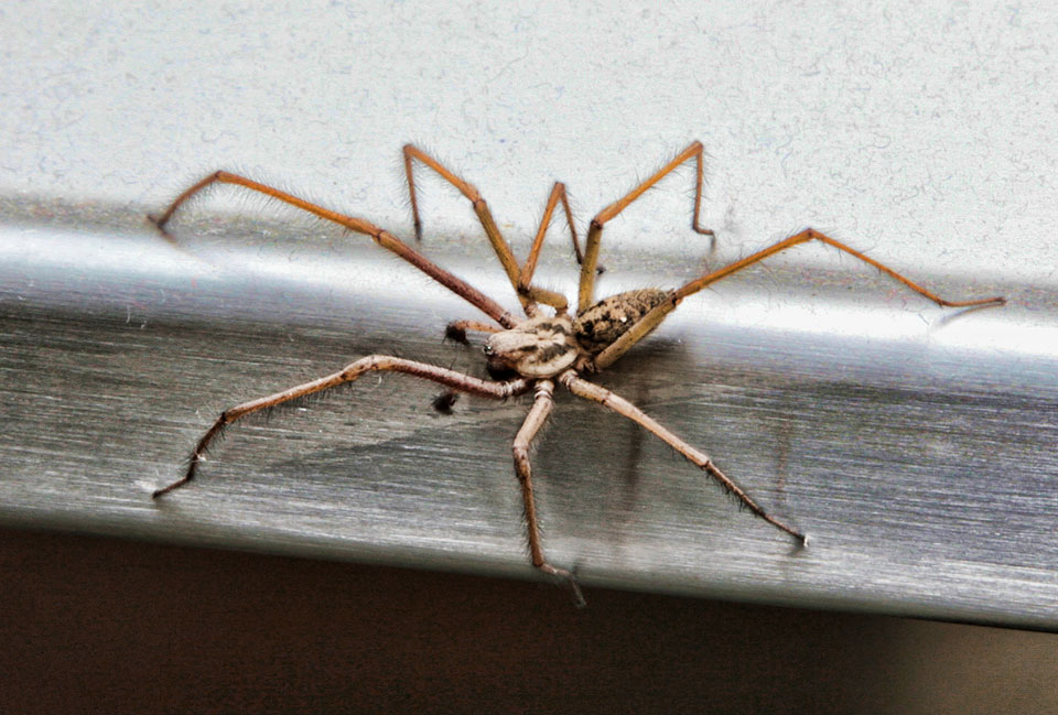 Giant House Spider - UK's biggest spider