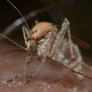British Biters Insects UK Biting Insects – Bugs that Bite – The False Widow Spider