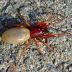 Woodlouse spider - Dysdera crocata