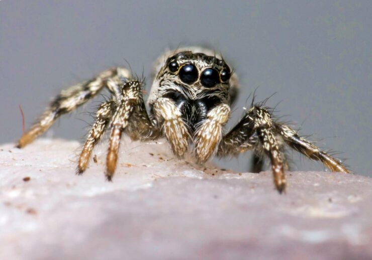 Unusual Spiders found in the UK – The False Widow Spider